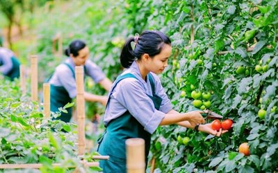 Những điều cần biết về đơn hàng nông nghiệp đi Nhật Bản