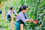 Những điều cần biết về đơn hàng nông nghiệp đi Nhật Bản