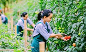Những điều cần biết về đơn hàng nông nghiệp đi Nhật Bản