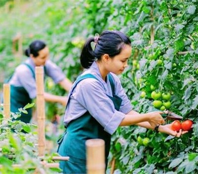 Những điều cần biết về đơn hàng nông nghiệp đi Nhật Bản